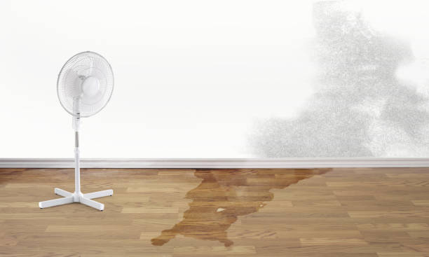 Best Local water damage restoration  in Shreveport, LA